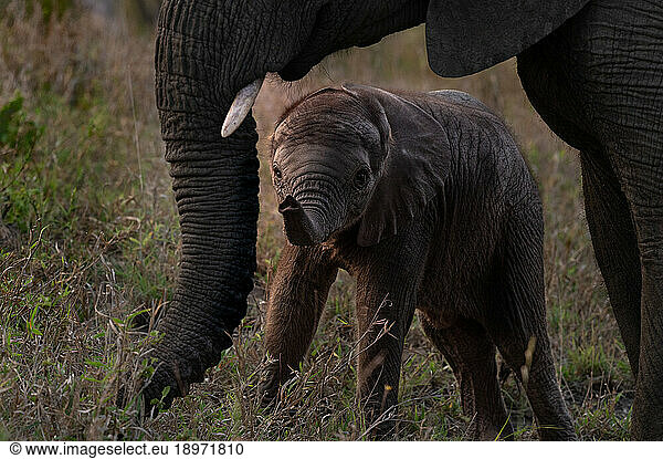A baby elephant  Loxodonta africana  framed by its mother.