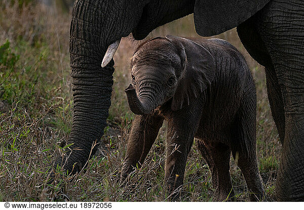 A baby elephant  Loxodonta africana  standing with its mother.
