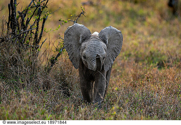 A baby elephant  Loxodonta africana  using its trunk to smell.