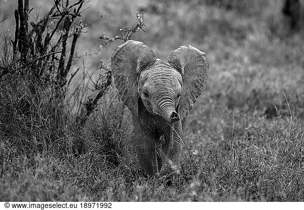 A baby elephant  Loxodonta africana  using its trunk to smell  in black and white.