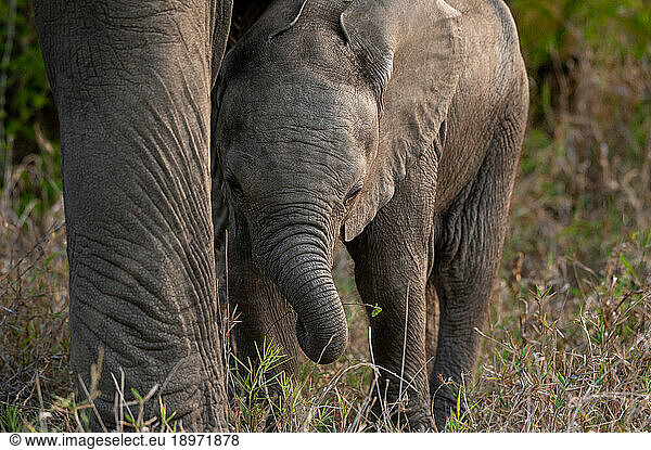A baby elephant  Loxodonta africana  walking next to its mothers leg.