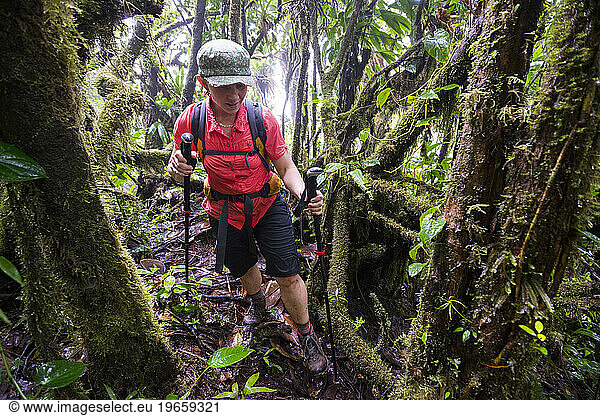 A backpacker hikes through a very heavily forested and wet section of rainforest on Segement 8 of the Waitukubuli National Trail on the Caribbean island of Dominica.
