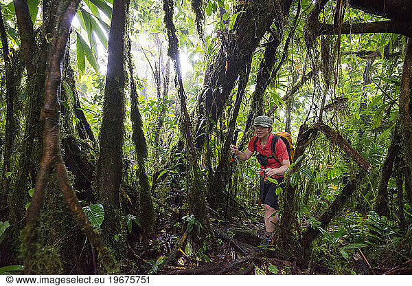 A backpacker hikes through a very heavily forested and wet section of rainforest on Segement 8 of the Waitukubuli National Trail on the Caribbean island of Dominica.