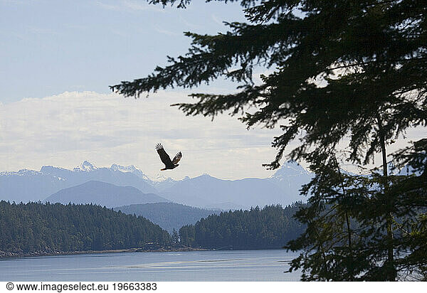 A bald eagle flies back to his nest in a tall tree overlooking Smelt Bay off the coast of Cortes Island  British Colombia.