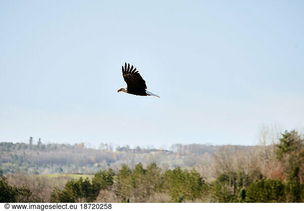 A bald eagle in flight with the countryside behind