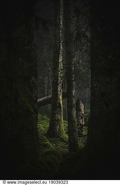A bare tree stands in a forest