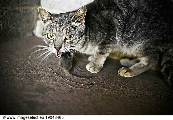 A barn cat eating a mouse on a farm in Keymar  MD.