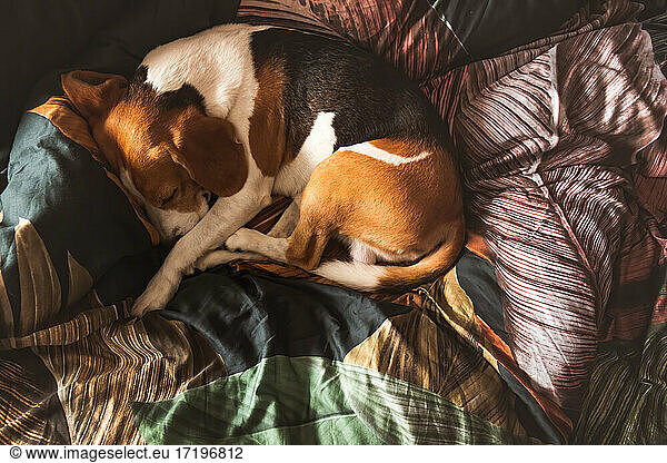 A beagle adult dog sleeping on a cozy bedding.