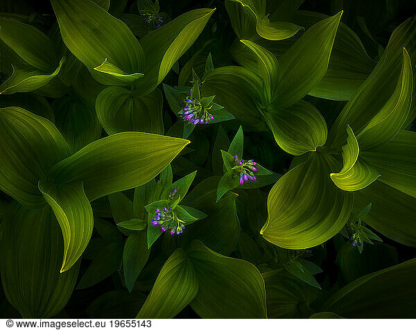 A beautiful assortment of mountain Veratrum foliage and wildflowers in soft light.