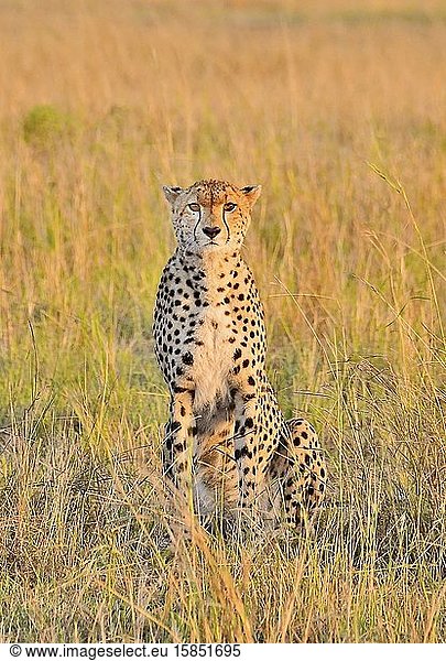 A beautiful cheetah cat