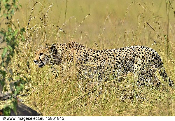 A beautiful cheetah hunts it's prey