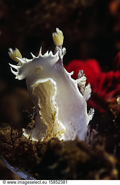 A beautiful sea slug or Nudibranch melts the waters in the channel isl