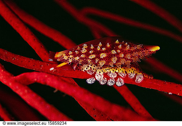 A beautiful sea snail (Simnia) lays eggs on a branching coral