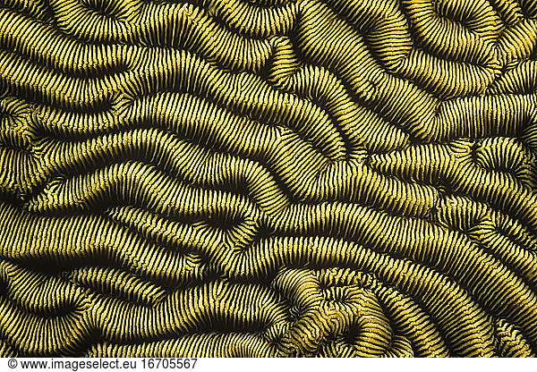 A beautiful striped pattern on a coral in Madagascar.