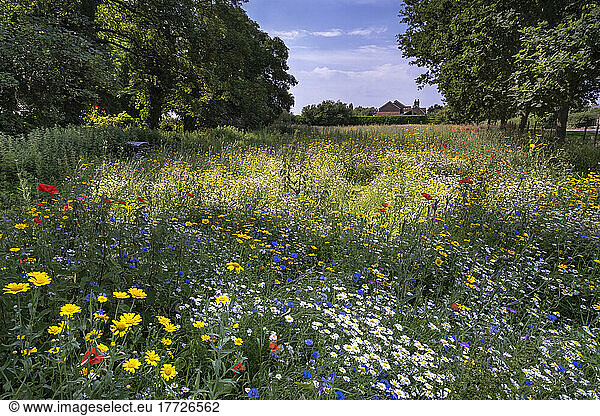 A beautiful wildflower meadow in summer  near Tarvin  Cheshire  England  United Kingdom  Europe
