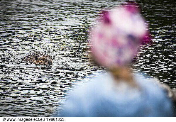 A beaver swims in the water.