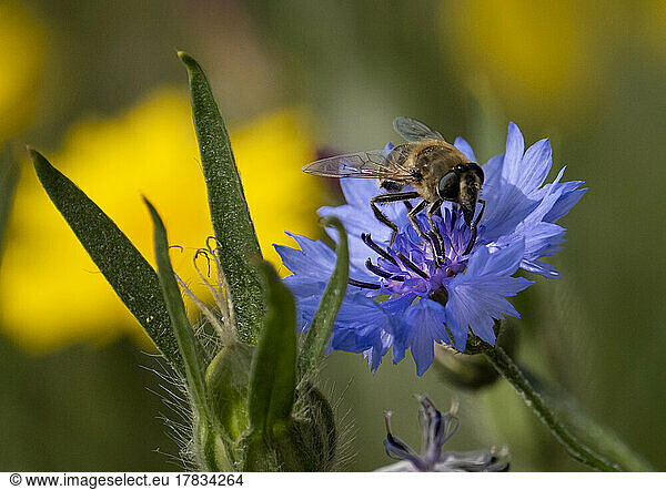 A Bee on a Blue Cornflower (Centaurea cyanus)  near Oscroft  Cheshire  England  United Kingdom  Europe