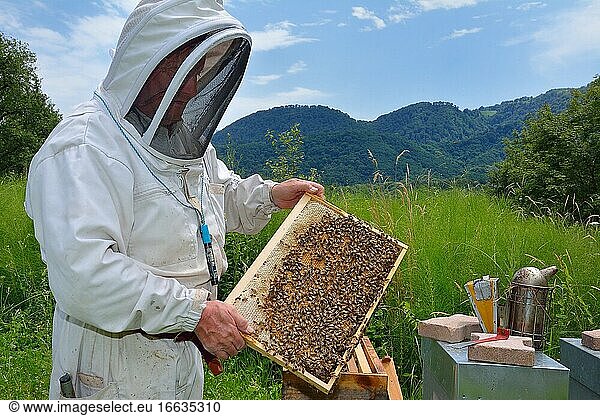 A beekeeper with a frame with the brood in the center and the sealed honey-filled cells on the periphery. Buckfast bees  Lacarry  La Soule  Basque Country  France