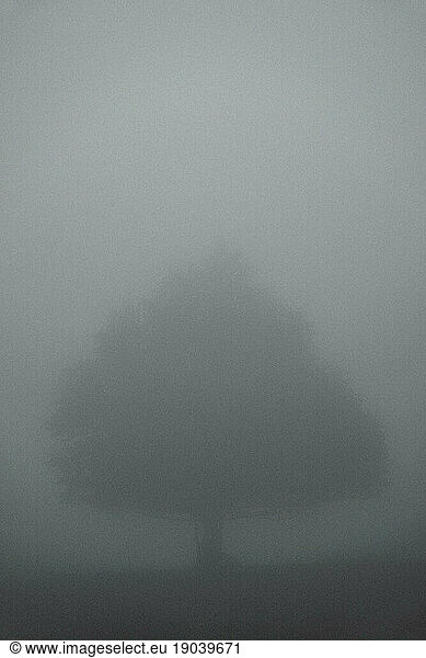 A big tree in the mist