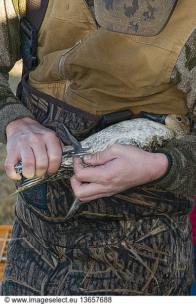A biologist attaches a metal leg band to a female northern pintail duck (Anas acuta) at Bosque del Apache National Wildlife Refuge New Mexico.