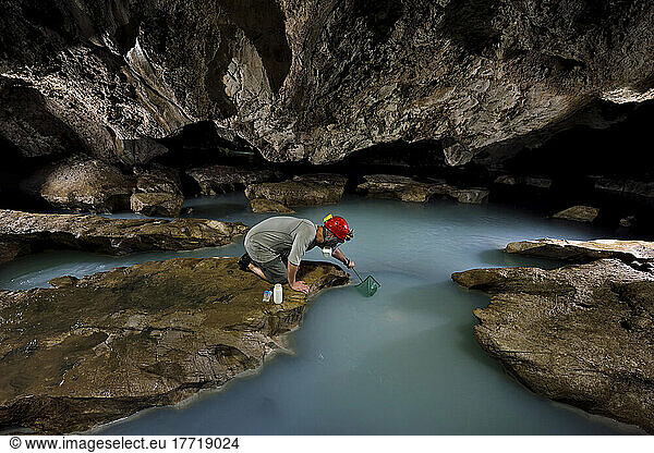 A biologist uses a small net to catch fish for analysis inside Cueva de Villa Luz.