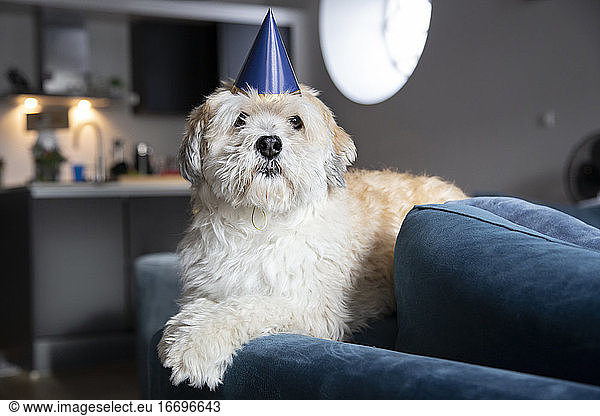 A birthday dog looking adorable laying on a blue couch