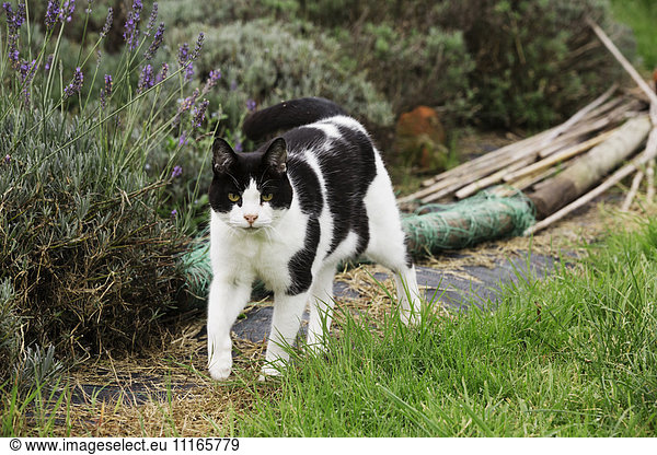 A black and white cat walking down a garden path.