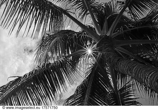A black and white fine art photo of palm trees against the sky  Hawaii