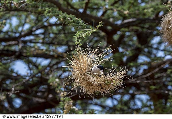 A Black-capped social weaver (Pseudonigrita cabanisi) is weaving a nest with dry grass in a tree in the Samburu National Reserve in Kenya.