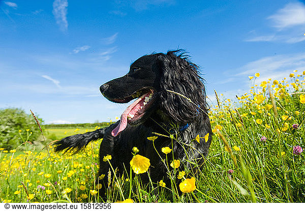 A black dog in a wildflower meadow.