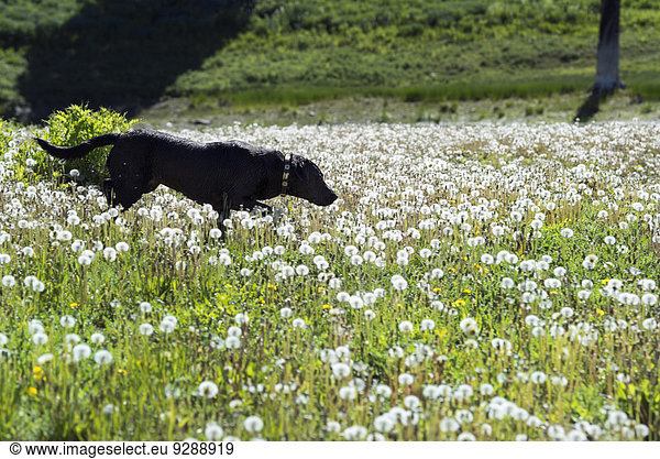 A black Labrador dog in tall meadow grass.