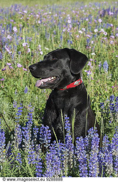 A black Labrador dog sitting in a field of tall grass and blue flowers.