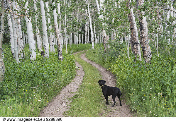 A black Labrador dog standing on a deserted path through aspen woods.