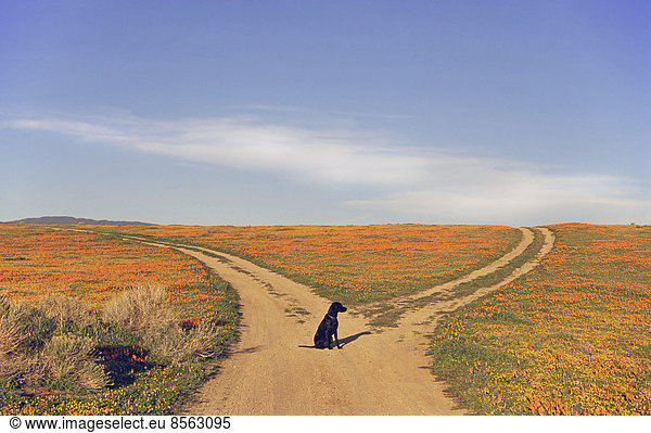 A black labrador retriever dog sitting at a fork in the road  where the path divides.