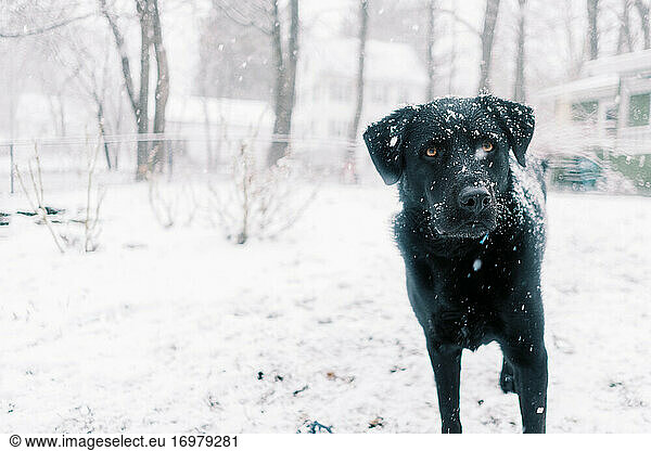 A black Labrador standing in his fenced backyard amid snowstorm in ma