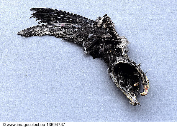 A black-nest swiftlet (Aerodramus maximus) that has died after becoming ...