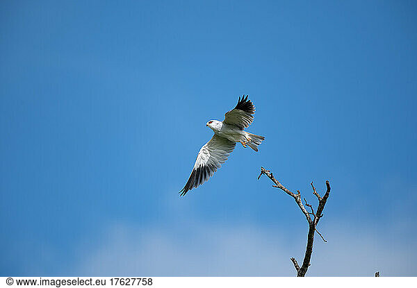 A black shouldered kite  Elanus caeruleus  takes off in flight