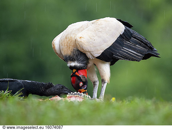 A Black Vulture (Coragyps atratus)  sneaks in to take a bite of a carcass while a King Vulture (Sarcoramphus papa)  feeds. Costa Rica.