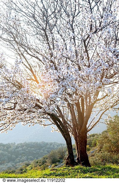 A blossoming almond tree on Pelion Peninsula  Thessaly  Greece.