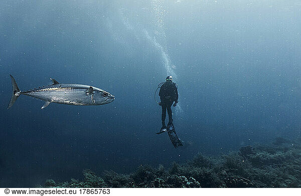 A blue fin Tuna swimming past a diver at Tubbataha Reef