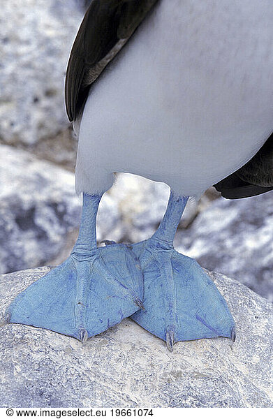 A blue footed Booby stands on a rock  Ecuador  South America.