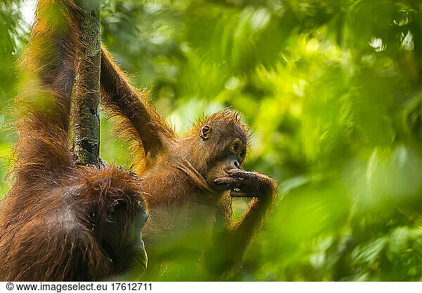 A Bornean orangutan  Pongo pygmaeus  with a youngster clinging to a tree trunk.