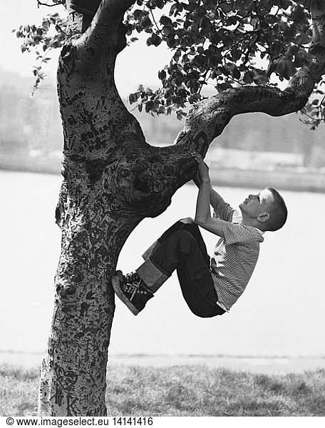 A Boy and His Tree  1955