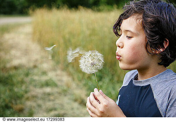 A boy in a grassy field blows giant dandelion seeds into the wind