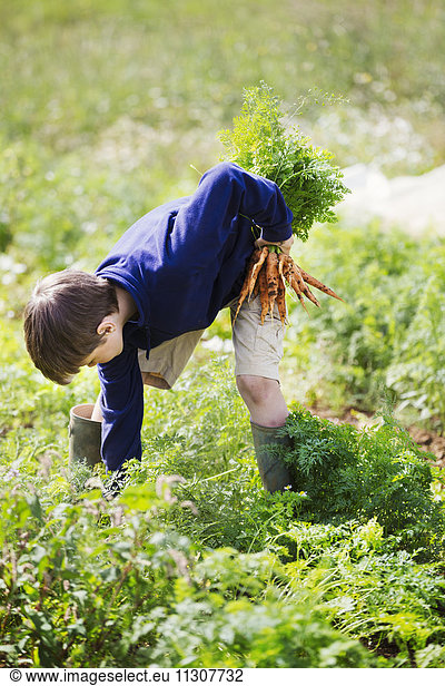 A boy picking carrots in a vegetable patch.