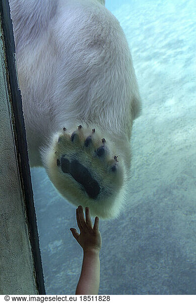 A Boy Reaches a Polar Bear  Toronto Zoo  Ontario  Canada
