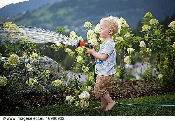 A boy standing barefoot on the grass watering hydrangeas