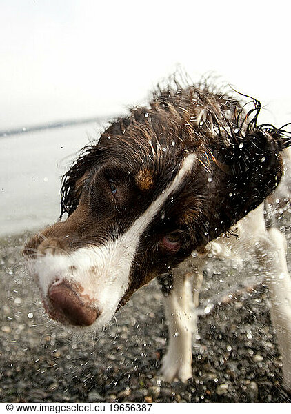 A brown and white dog shakes off after retrieving a stick thrown in to the ocean.