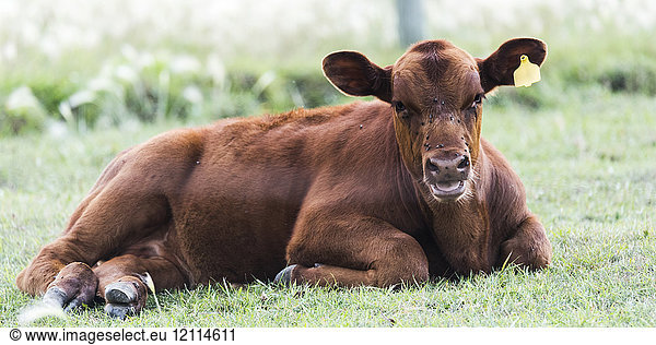 A brown cow with yellow ear tag lays on the grass looking at the camera; Manitoba  Canada