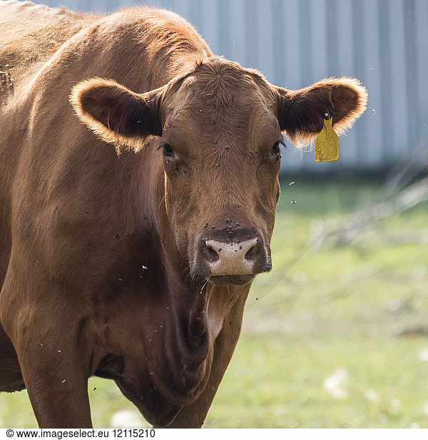 A brown cow with yellow ear tag standing and looking at the camera surrounded by flies; Manitoba  Canada
